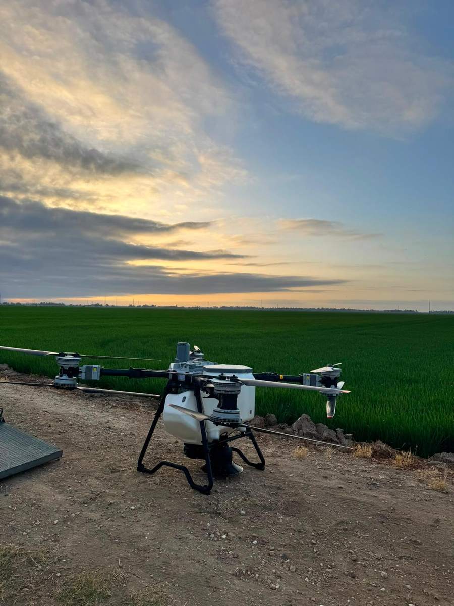 Dron agrícola de DroneSevilla sobre un cultivo de arroz al atardecer, en Sevilla